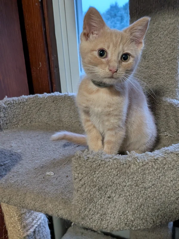 Beau the kitten