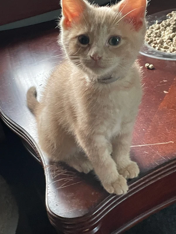 Beau the kitten
