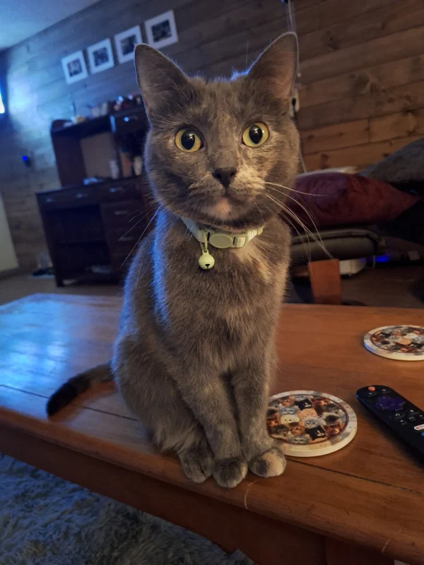 Boba the cat