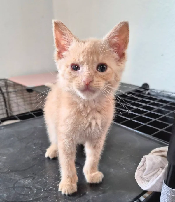 Chandler the kitten