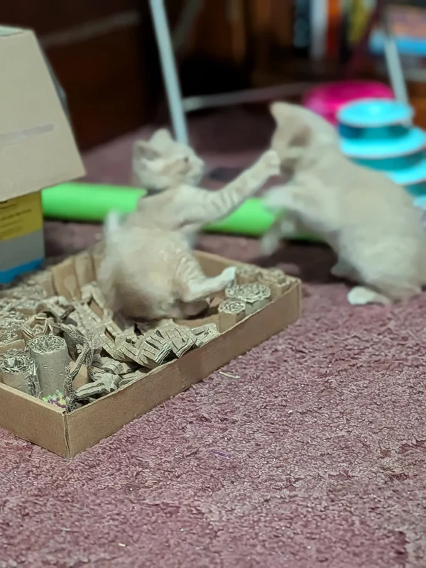 Chandler the kitten