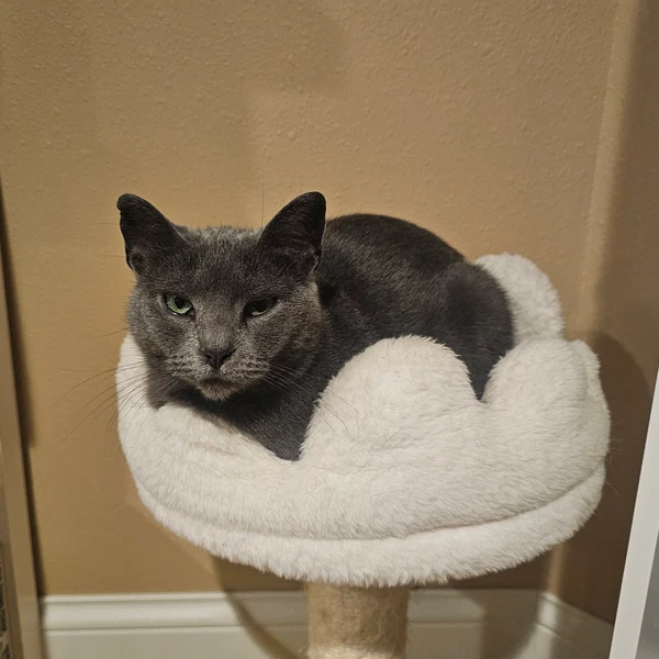 Kristi the cat